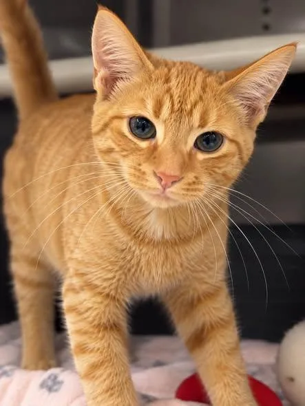 A young medium-sized male Orange / Red Domestic Short Hair cat named Zeus for adoption in Wyandotte, MI