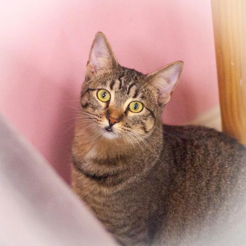 An adult small-sized female Brown / Chocolate Domestic Short Hair cat named Annabelle for adoption in Ponte Vedra, FL