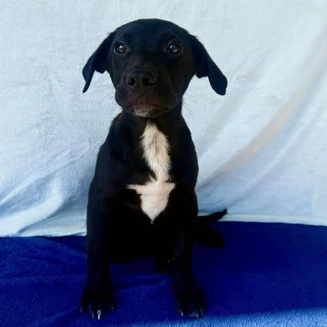 A baby small-sized male Black Labrador Retriever dog named Chipz for adoption in Carencro, LA