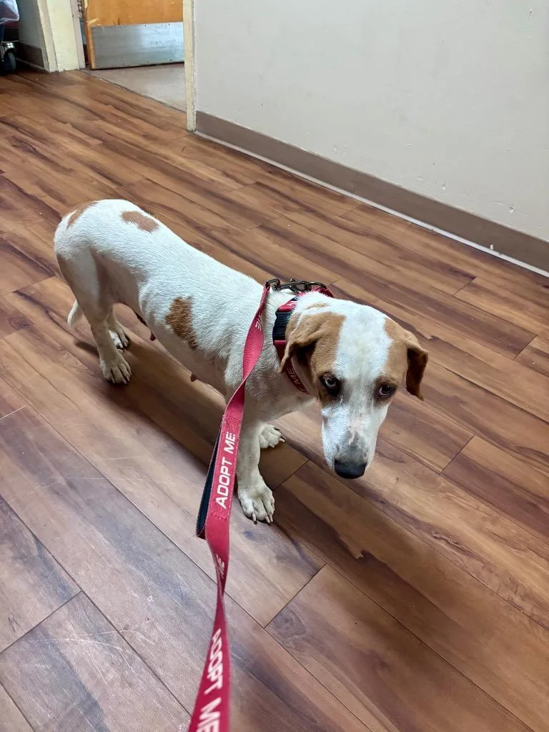 A young medium-sized female Basset Hound dog named Sapphire for adoption in Brookhaven, MS