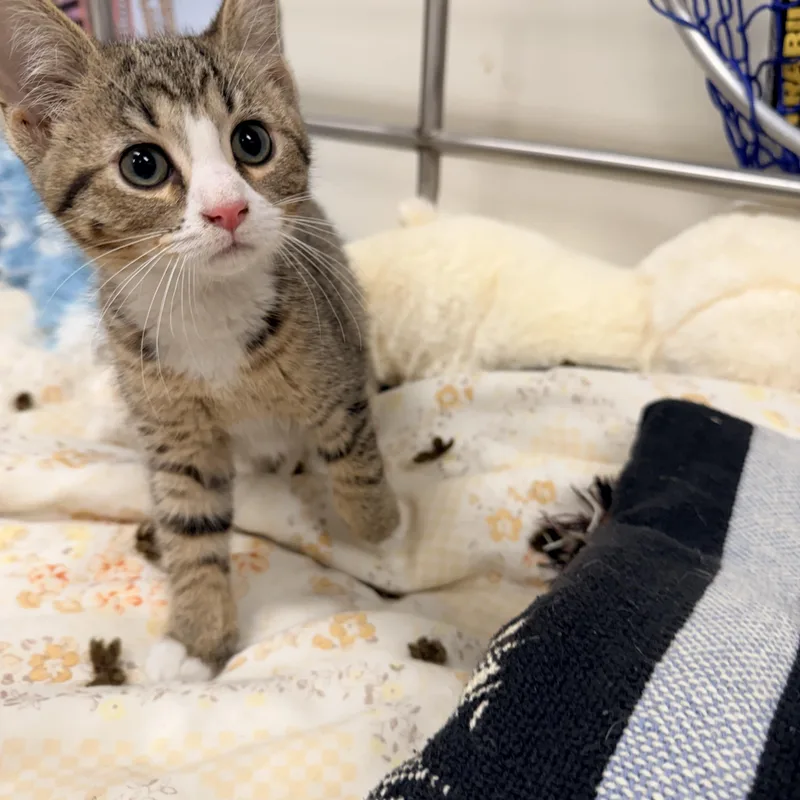 A baby medium-sized female Tabby (Tiger Striped) Domestic Short Hair cat named Violet for adoption in Logan, OH