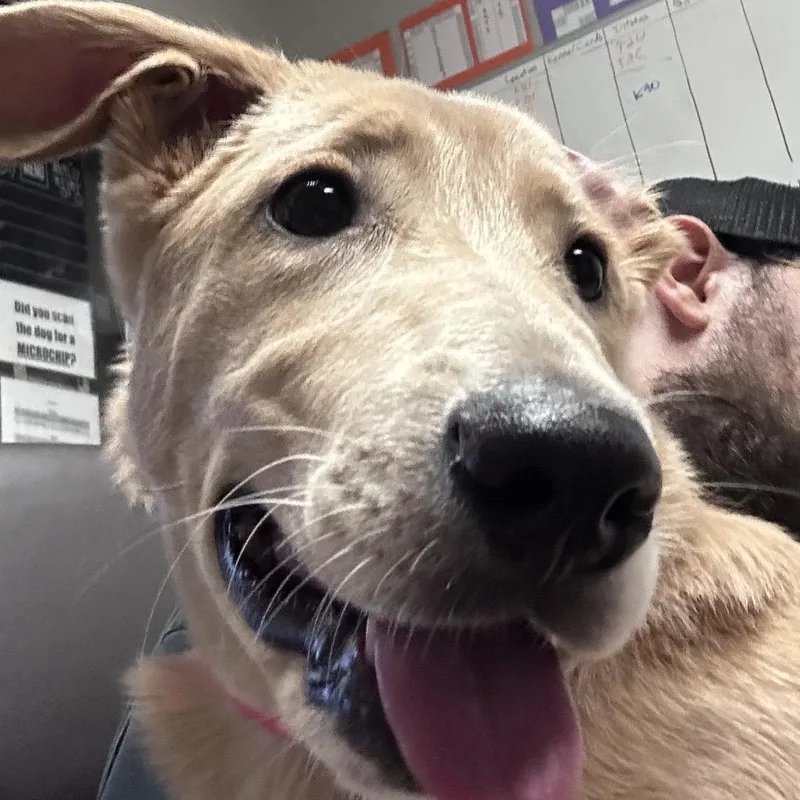 A young medium-sized female Brown / Chocolate Labrador Retriever dog named Strawberry for adoption in Yuma, AZ