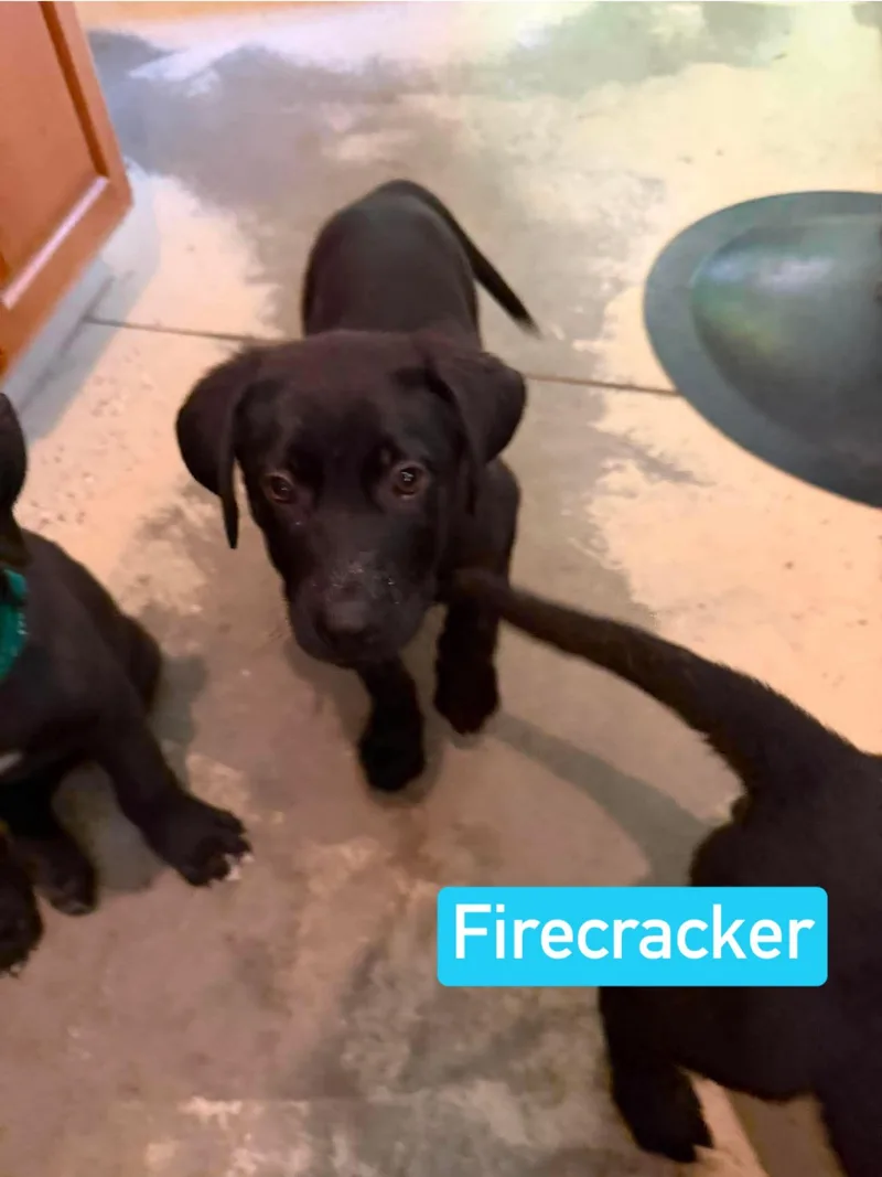 Firecracker