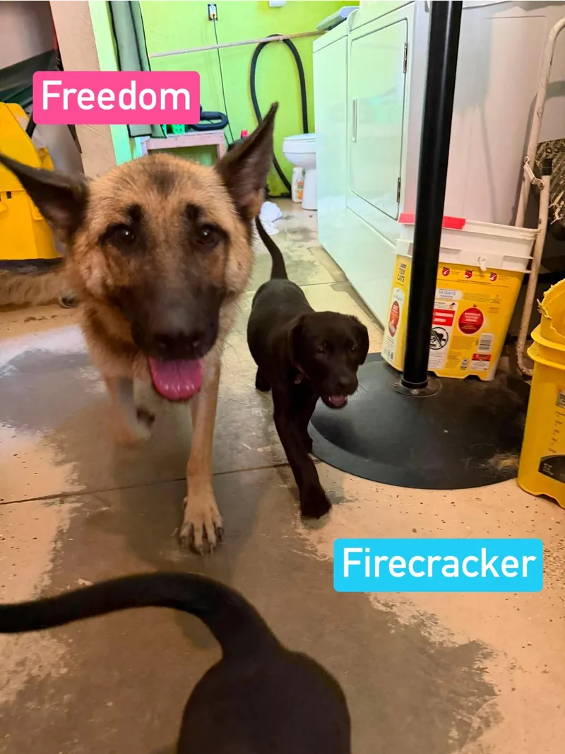 Firecracker thumbnail 2