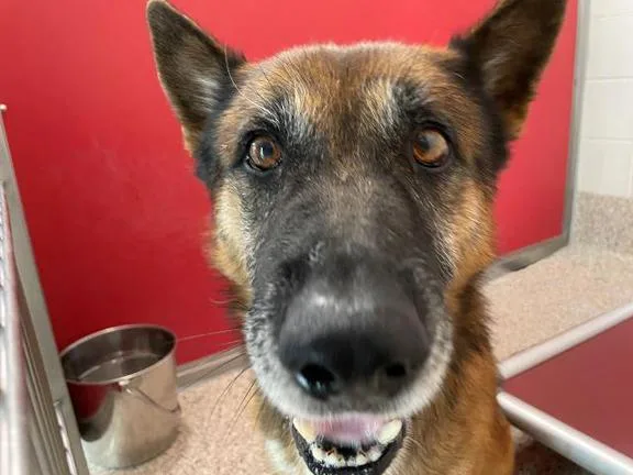 An adult large-sized male German Shepherd Dog dog named Oso for adoption in Tucson, AZ