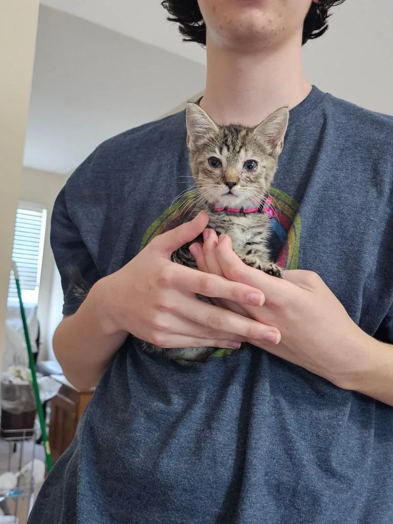A baby medium-sized female Domestic Short Hair cat named Nellie for adoption in Fort Oglethorpe, GA