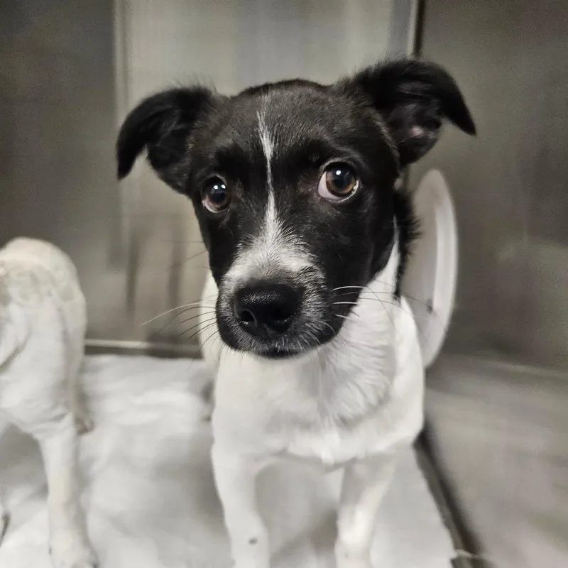 A baby small-sized male Black Chihuahua dog named Onyx for adoption in Greensboro, NC