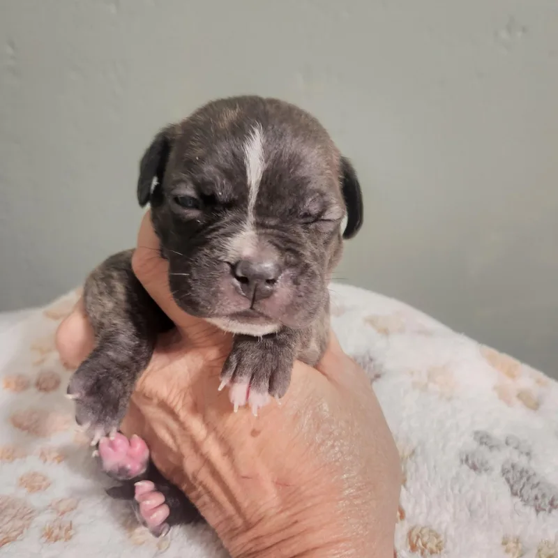 A baby medium-sized female Pit Bull Terrier dog named Clementine for adoption in Brentwood, CA