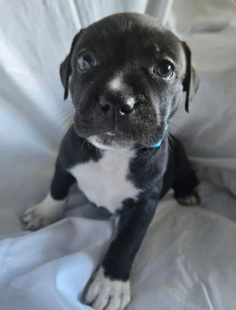 A baby small-sized female Tricolor (Brown, Black, & White) American Bulldog dog named Ricotta Mozzarella for adoption in Lakeland, FL