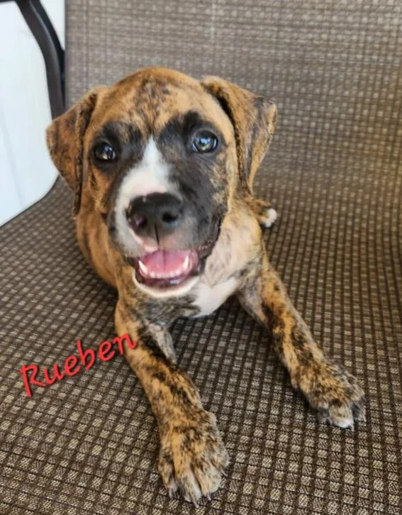 Rueben