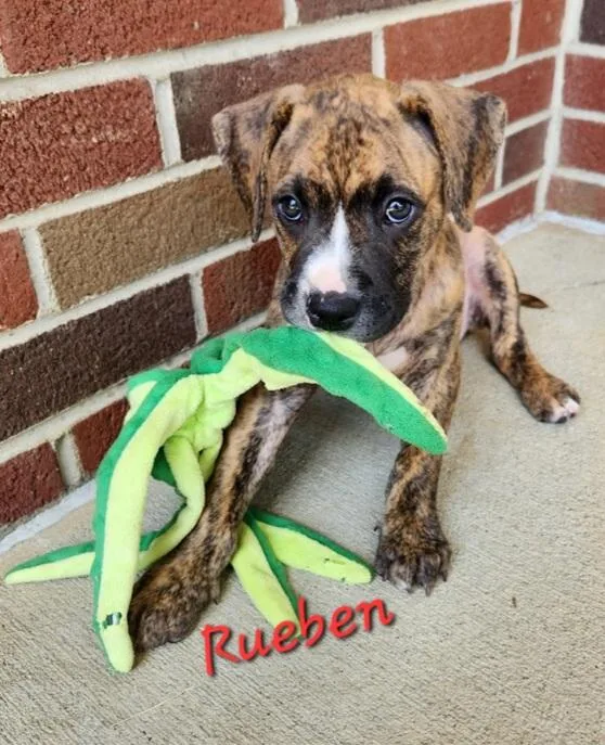 Rueben thumbnail 2