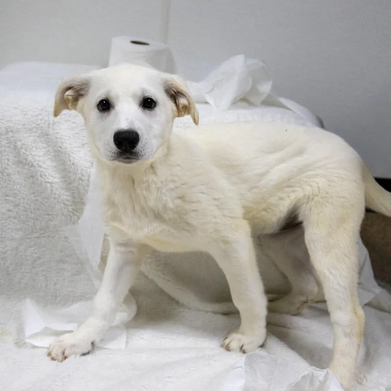 A baby large-sized female Great Pyrenees dog named Angel Soft for adoption in Valparaiso, IN