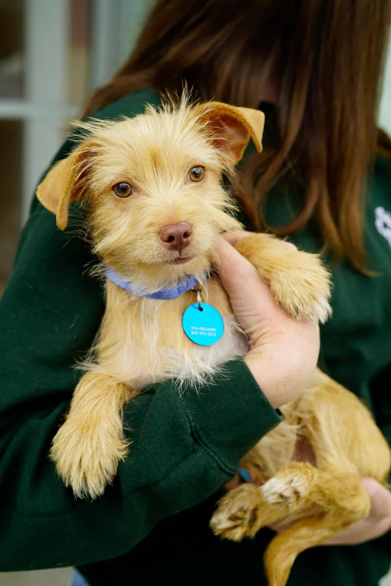 A baby small-sized male Terrier dog named Ash for adoption in Pasadena, CA
