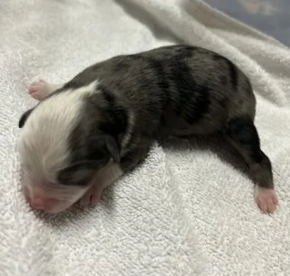 A baby small-sized male Australian Shepherd dog named Franklin for adoption in Arlington, TX