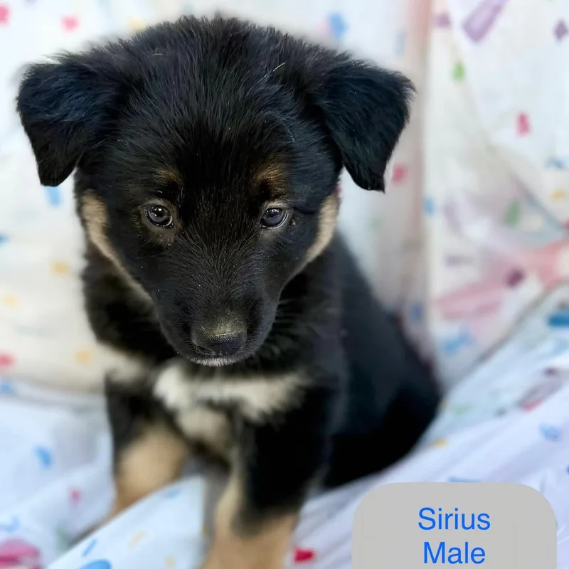 Sirius