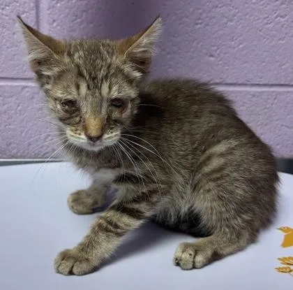 A baby small-sized male Brown / Chocolate Domestic Short Hair cat named 61439475 for adoption in El Paso, TX