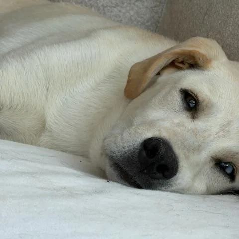 A baby medium-sized male White / Cream Labrador Retriever dog named Zephyr for adoption in Aspen, CO