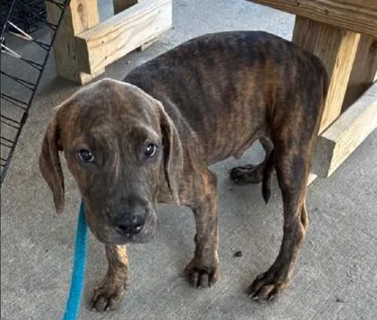 A baby medium-sized male Plott Hound dog named Jax for adoption in Clinton, MO