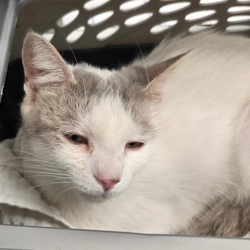 A young medium-sized female White Domestic Short Hair cat named Jazzy for adoption in Chattanooga, TN