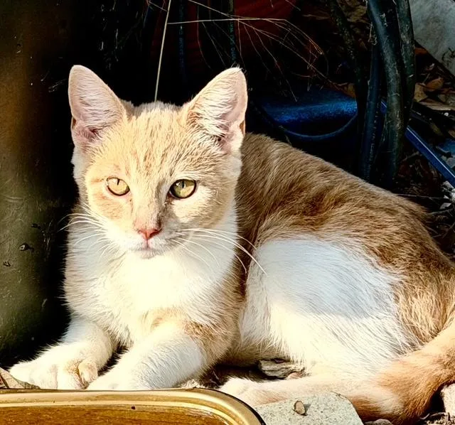 A baby medium-sized female Extra-Toes Cat / Hemingway Polydactyl cat named Cinnabon for adoption in Bertram, TX