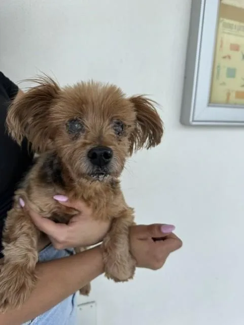 A senior small-sized male Yorkshire Terrier dog named Brownie for adoption in Miami, FL