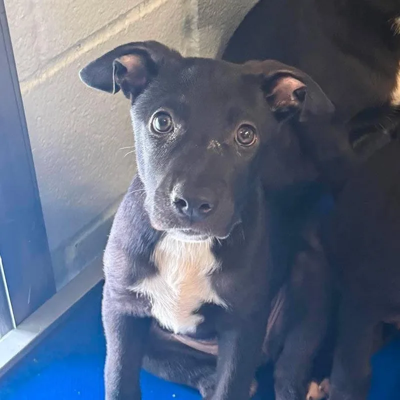 A baby small-sized female Black Shepherd dog named Taffy for adoption in Austin, TX