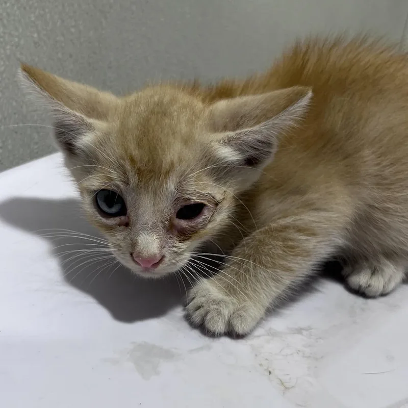 A baby small-sized male Orange / Red Domestic Short Hair cat named Thyme for adoption in Tampa, FL
