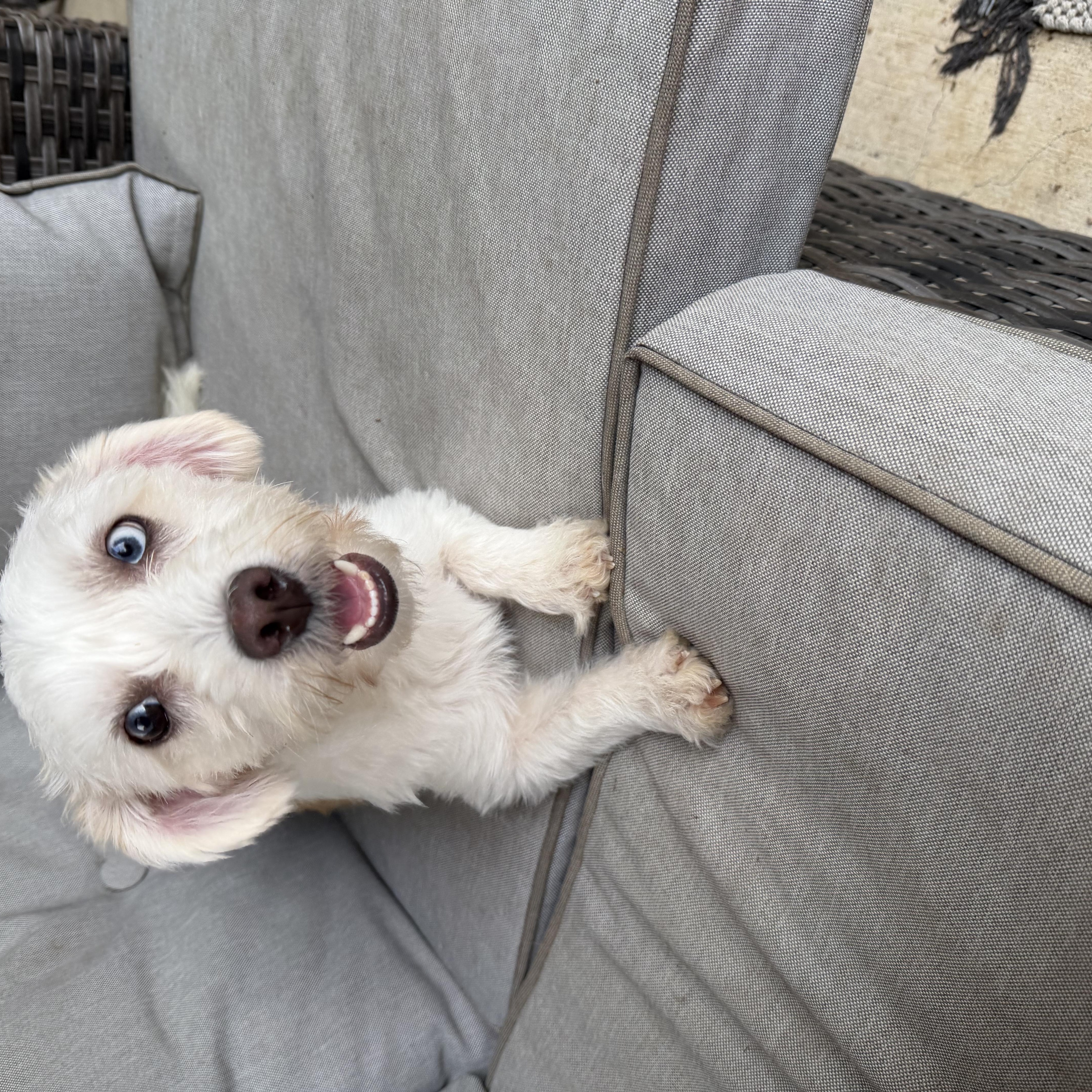 A young small-sized female Apricot / Beige Coton de Tulear dog named Skyee for adoption in San Antonio, TX