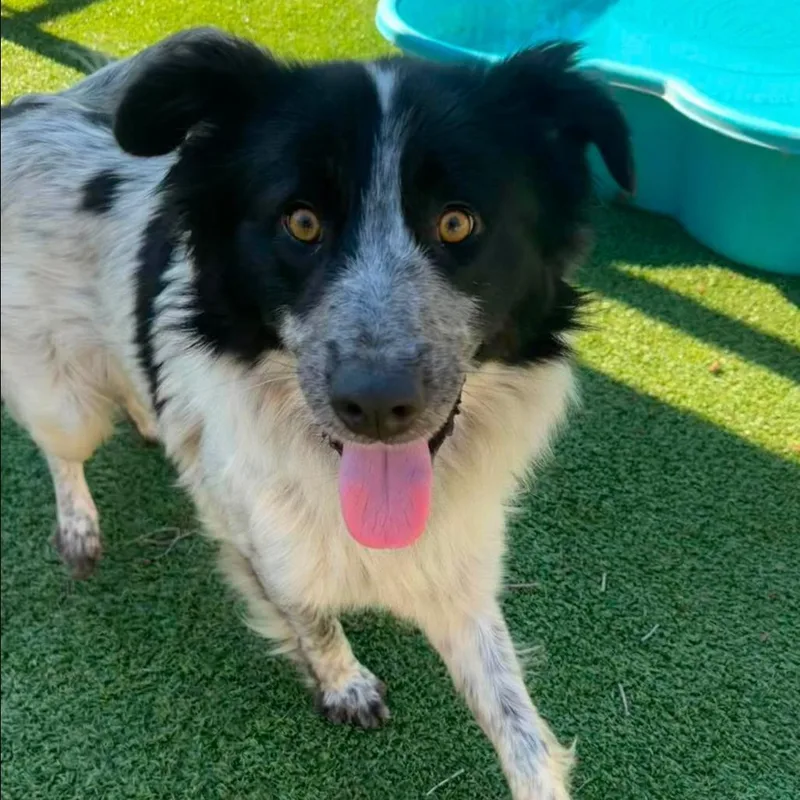 An adult small-sized male Black Australian Shepherd dog named Trigger for adoption in Coralville, IA