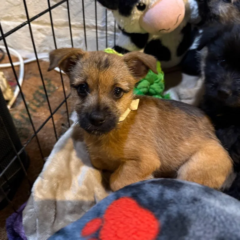 A baby small-sized female Brown / Chocolate Mixed Breed dog named El Toro Loco for adoption in Buffalo, MN