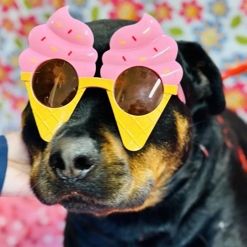 An adult large-sized female Black Rottweiler dog named Zara for adoption in Jackson, NJ
