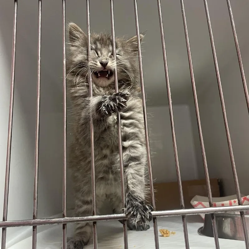 A baby small-sized male Gray / Blue / Silver Domestic Medium Hair cat named Lint for adoption in Branson, MO