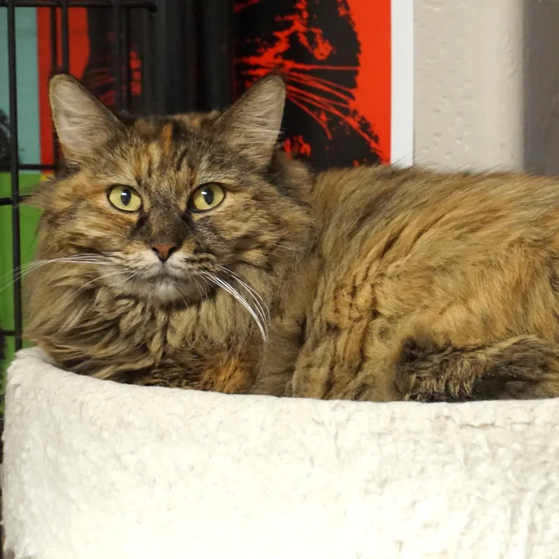 An adult large-sized female Domestic Medium Hair cat named Cassidy for adoption in Fountain Hills, AZ