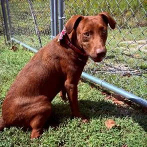 A young medium-sized male Labrador Retriever dog named Blaze D for adoption in Lebanon, TN