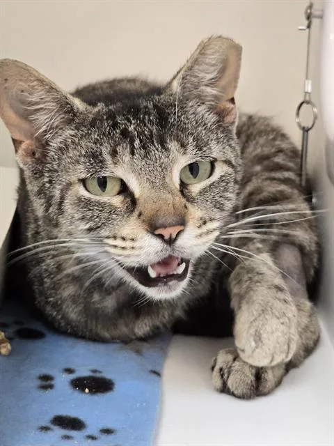 A young small-sized female Domestic Short Hair cat named Trout for adoption in Indianapolis, IN
