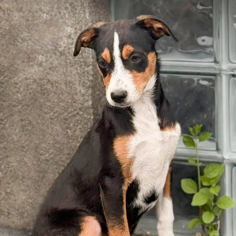 A baby small-sized female Tricolor (Brown, Black, & White) Chihuahua dog named Mira for adoption in Albany, NY