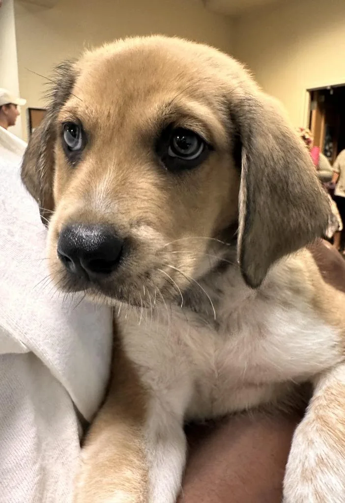 A baby medium-sized male Mixed Breed dog named Macchiato for adoption in Florence, SC