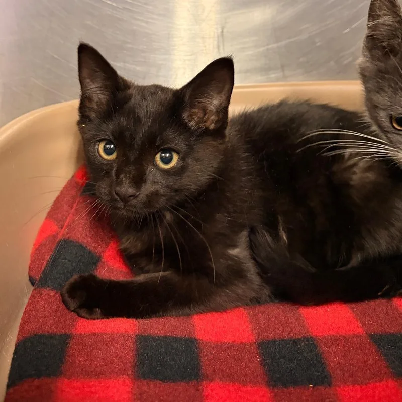 A baby small-sized male Black Domestic Short Hair cat named Biscuit for adoption in Franklin, NC