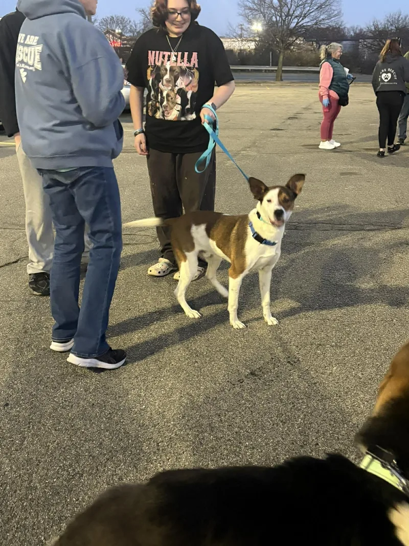 A young medium-sized male Mixed Breed dog named Hooper for adoption in Holbrook, NY