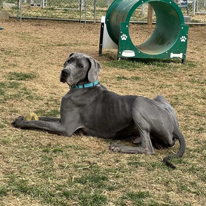 An adult extra large-sized male Great Dane dog named Duke for adoption in Enfield, CT