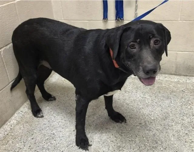 An adult large-sized female Labrador Retriever dog named Stella for adoption in Conroe, TX