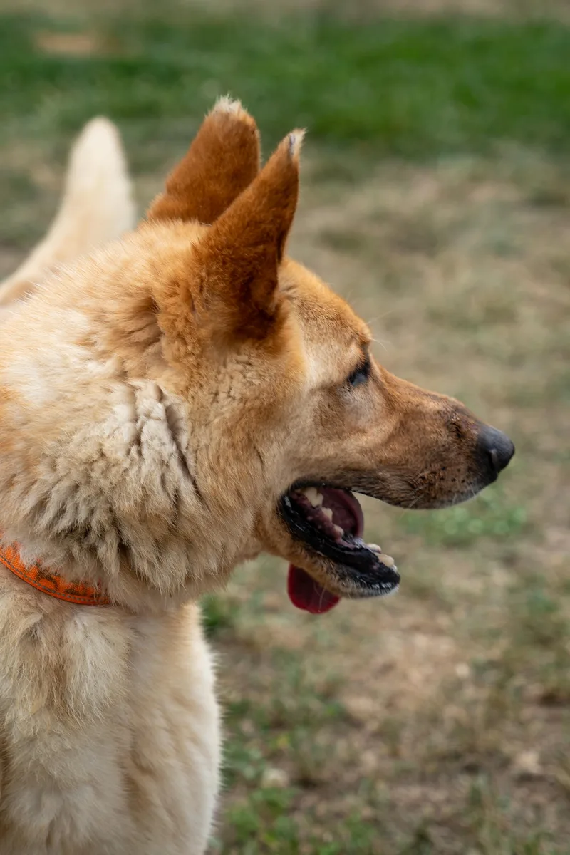 An adult large-sized male Golden German Shepherd Dog dog named Coheed for adoption in King George, VA