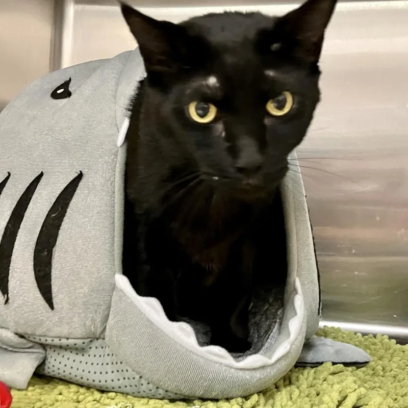 An adult extra large-sized male Black Domestic Short Hair cat named Bradley for adoption in Port Charlotte, FL