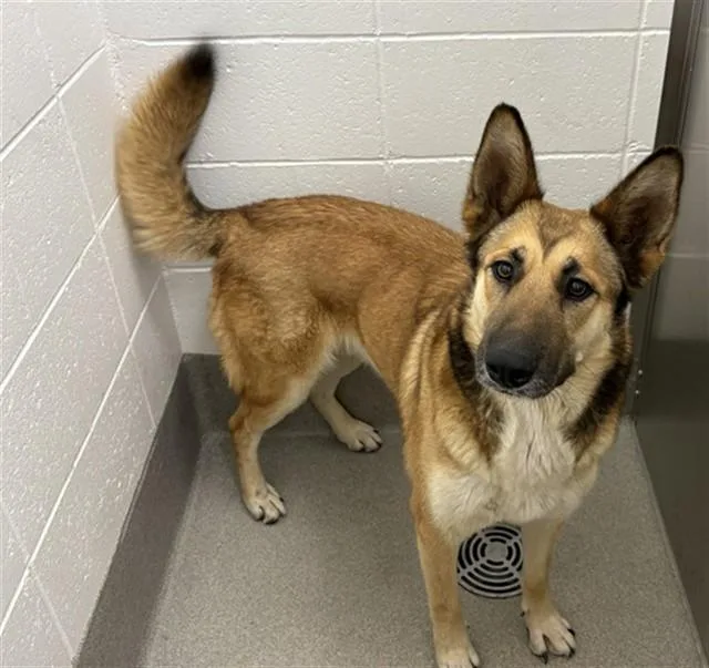 An adult large-sized female German Shepherd Dog dog named Gorda for adoption in Mesa, AZ