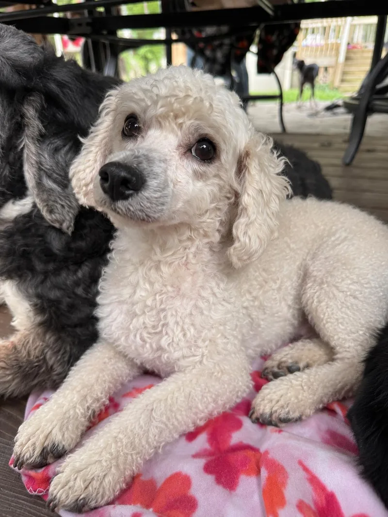 An adult small-sized male Maltipoo dog named Beckett for adoption in Delmar, NY