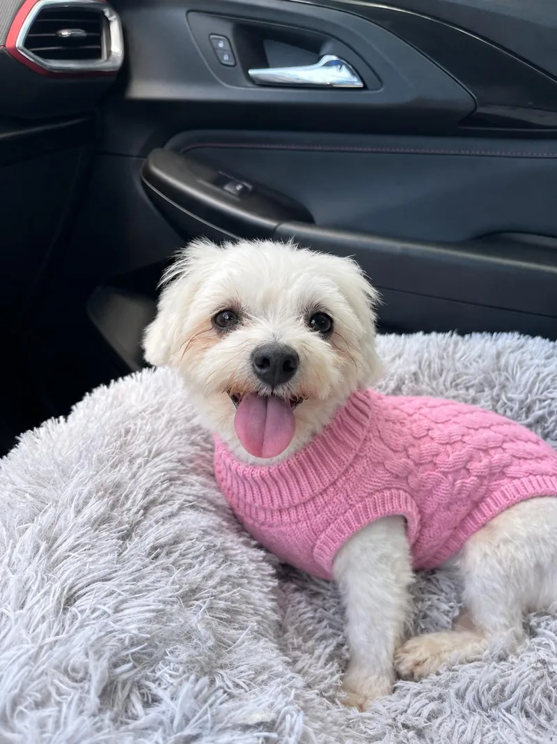A young small-sized female Maltese dog named Paris for adoption in Bradenton, FL