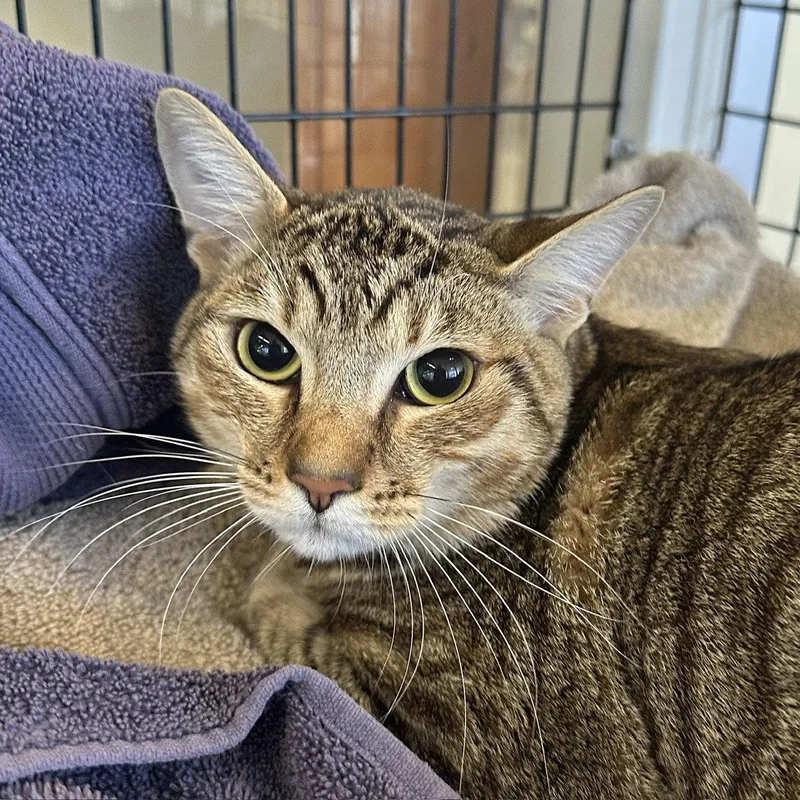 An adult medium-sized male Domestic Short Hair cat named Ysoabl for adoption in Burlingame, CA