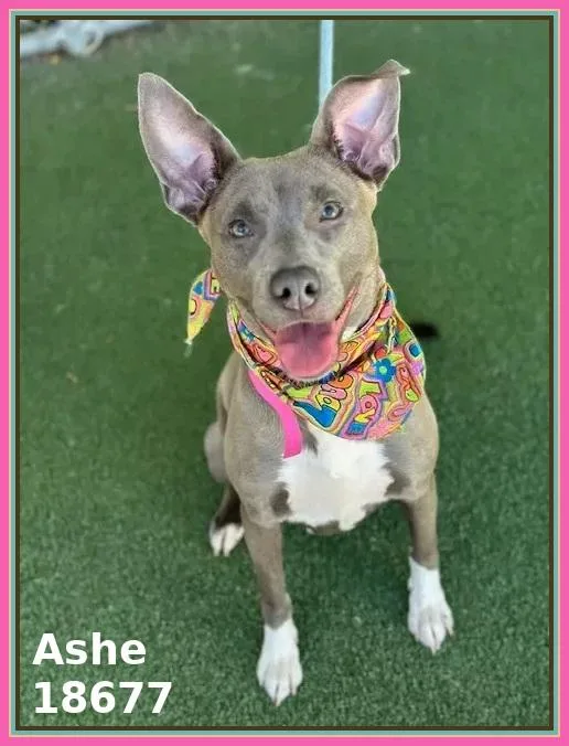 Ashe