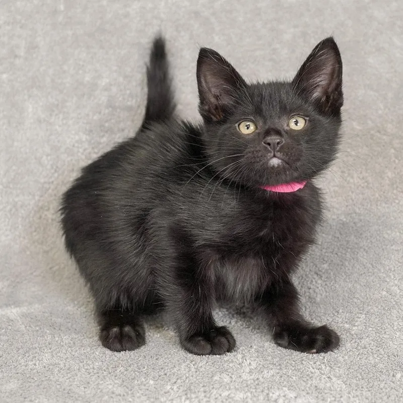 A baby small-sized male Black Domestic Short Hair cat named Sparrow for adoption in Sunnyvale, CA