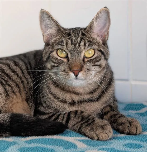 A young small-sized male Domestic Short Hair cat named Bowie for adoption in Canfield, OH